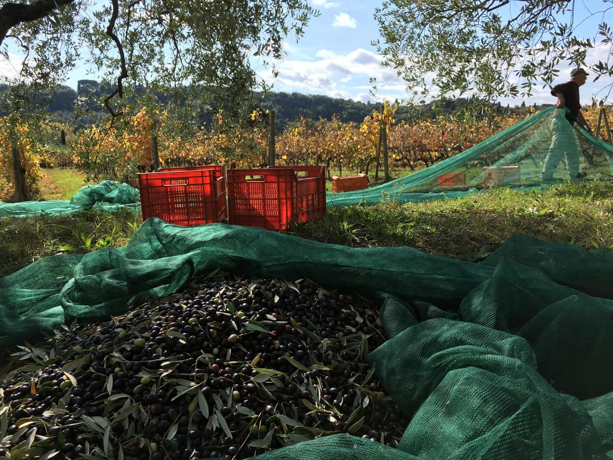 Tenuta Guardastelle - Agriturismo And Vineyard Сан Джиминяно Екстериор снимка