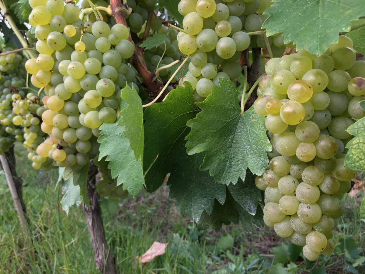 Tenuta Guardastelle - Agriturismo And Vineyard Сан Джиминяно Екстериор снимка